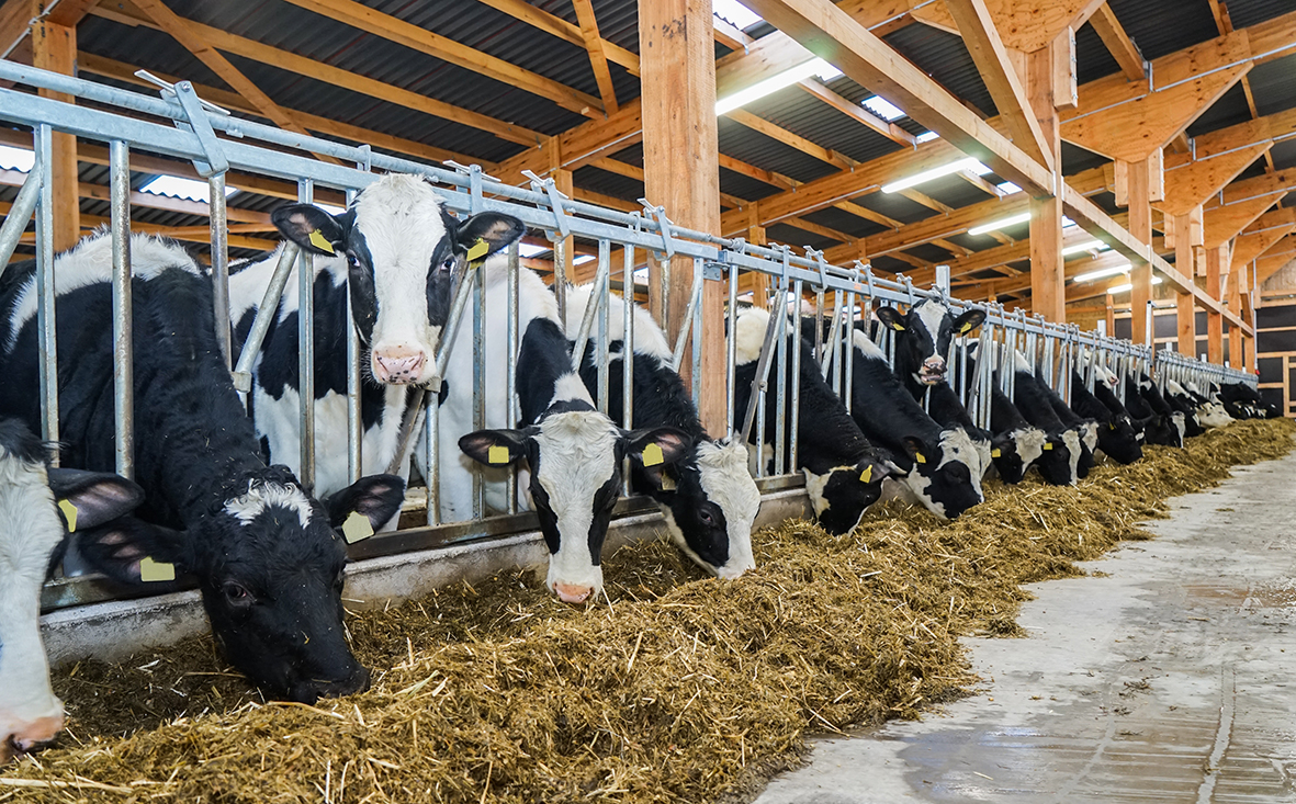 Milchviehbetrieb in Niedersachsen kaufen